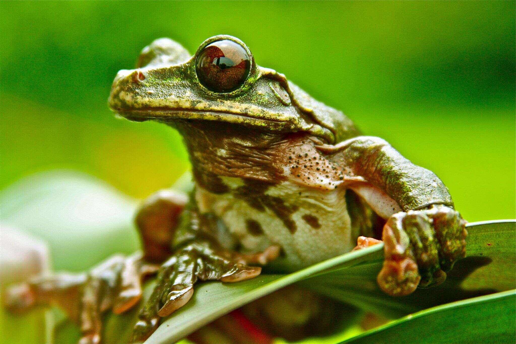 Image of Rabb's fringe-limbed treefrog