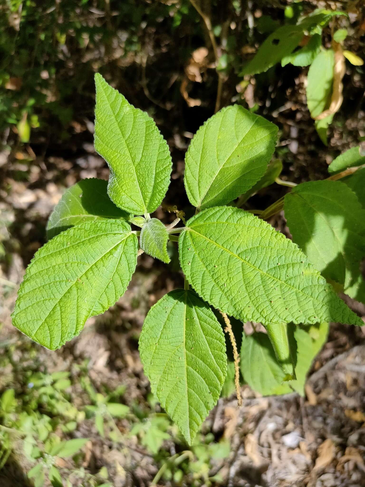 Imagem de Acalypha nemorum F. Muell. ex Müll. Arg.