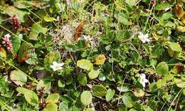 Image of Fringed sandwort