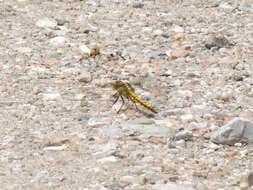 Image of Black-tailed Skimmer