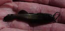 Image of Black Bullhead