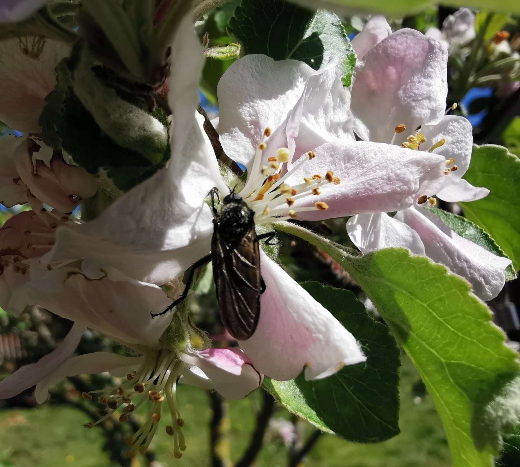 Image of Empis ciliata Fabricius 1787