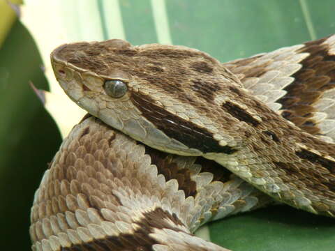 Imagem de Bothrops jararaca (Wied-Neuwied 1824)