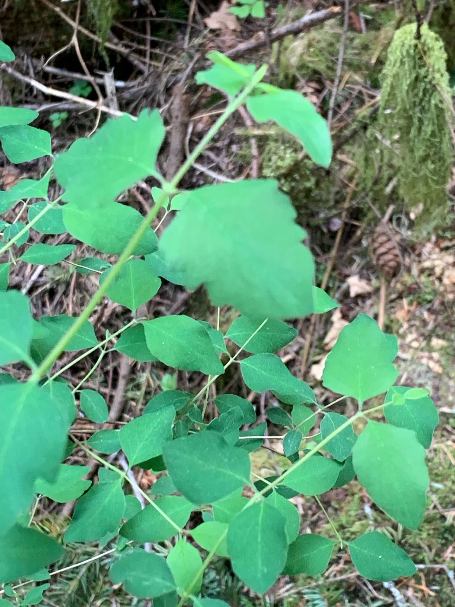 Image of Symphoricarpos albus var. albus