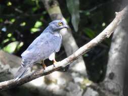 Image of African Cuckoo-Falcon