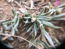 Imagem de Astragalus spatulatus Sheldon