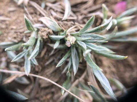 Image of tufted milkvetch