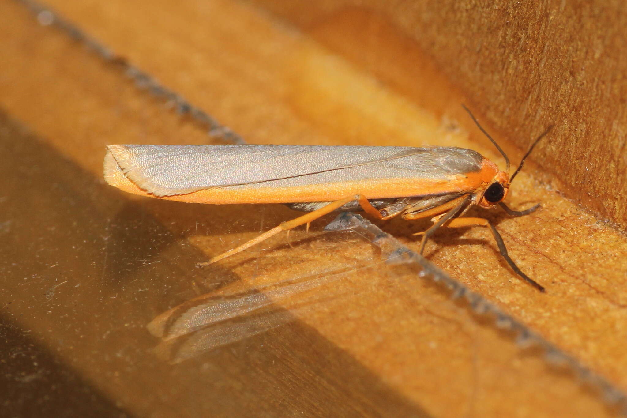 Image of scarce footman