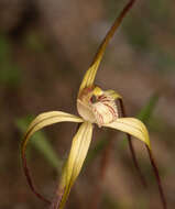 Image of Chameleon orchid