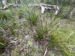 Image of Lepidosperma sieberi Kunth