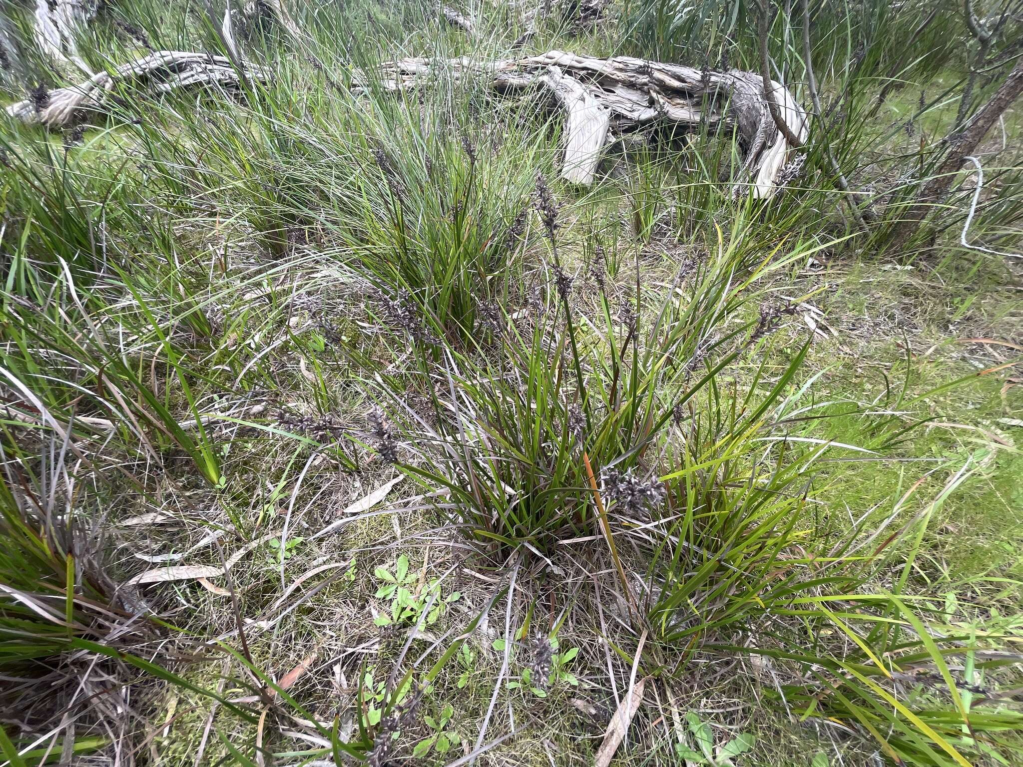 Image of Lepidosperma sieberi Kunth