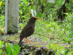 Turdus chiguanco d'Orbigny & Lafresnaye 1837 resmi