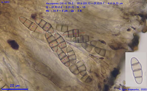 Hysteropatella prostii (Duby) Rehm 1890的圖片