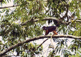 Image of Piliocolobus badius badius (Kerr 1792)