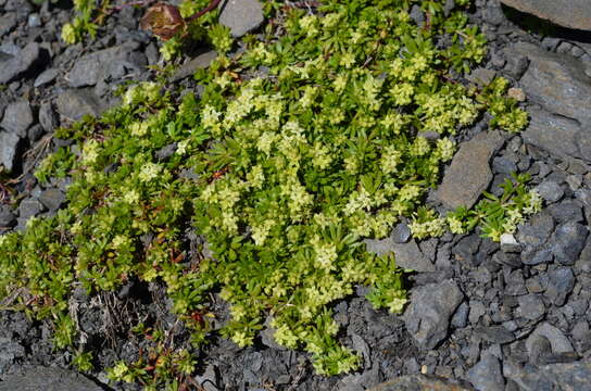 Plancia ëd Galium megalospermum All.