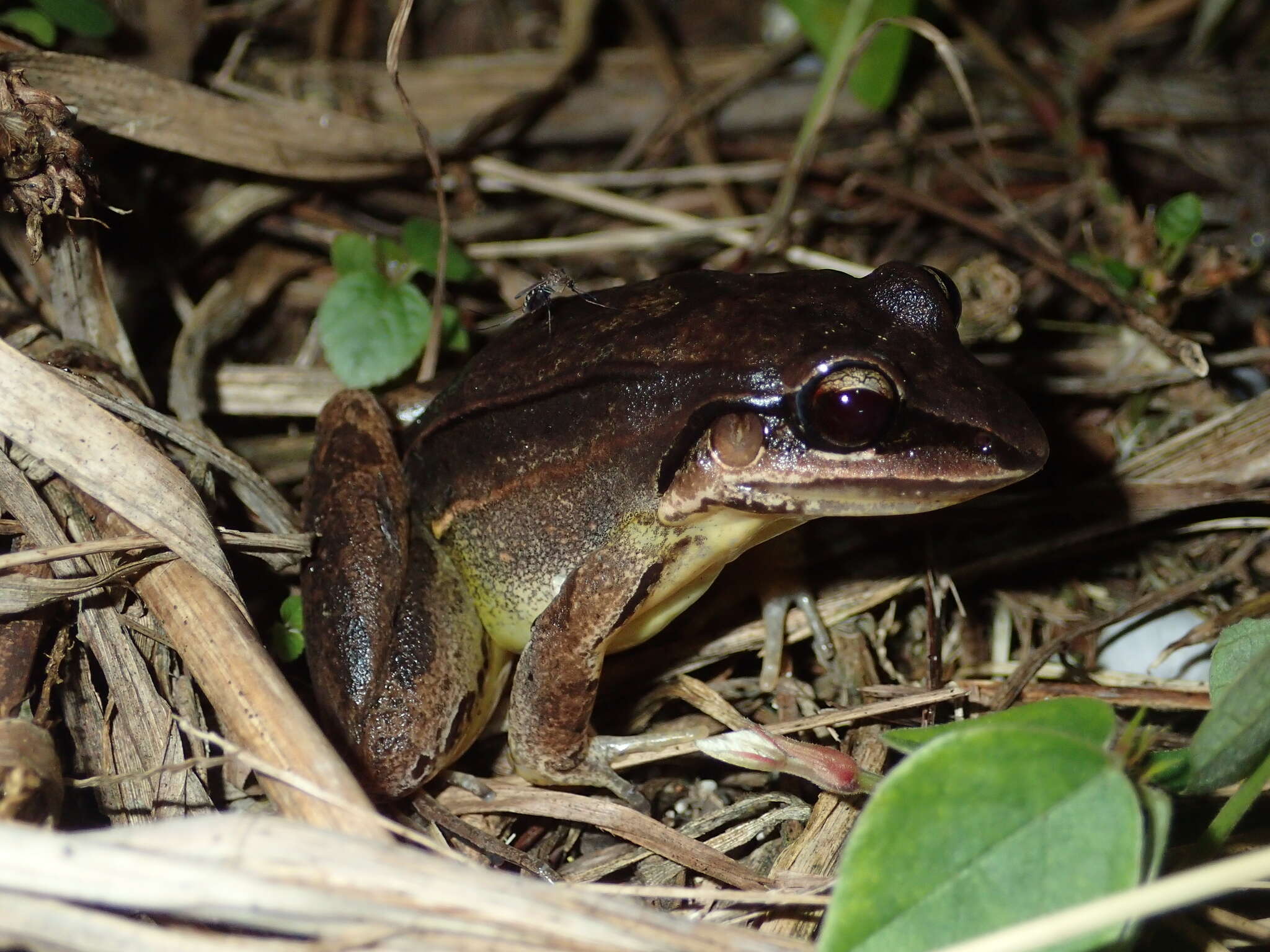 Image of Amazonian White-lipped Frog