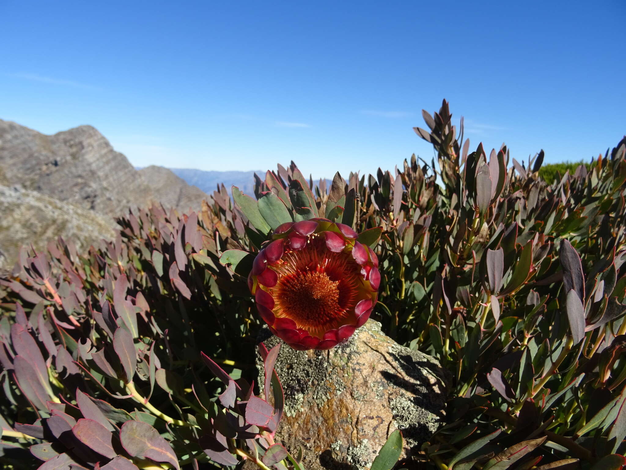 Image of Protea effusa E. Mey. ex Meissn.