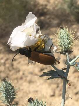 Image of Blister Beetle