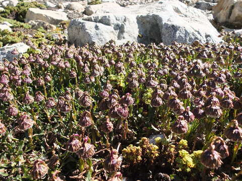 Image of Culcitium serratifolium Meyen & Walp.