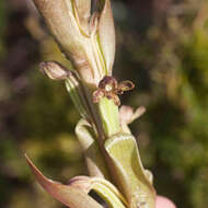 Image of Satyrium bicorne (L.) Thunb.