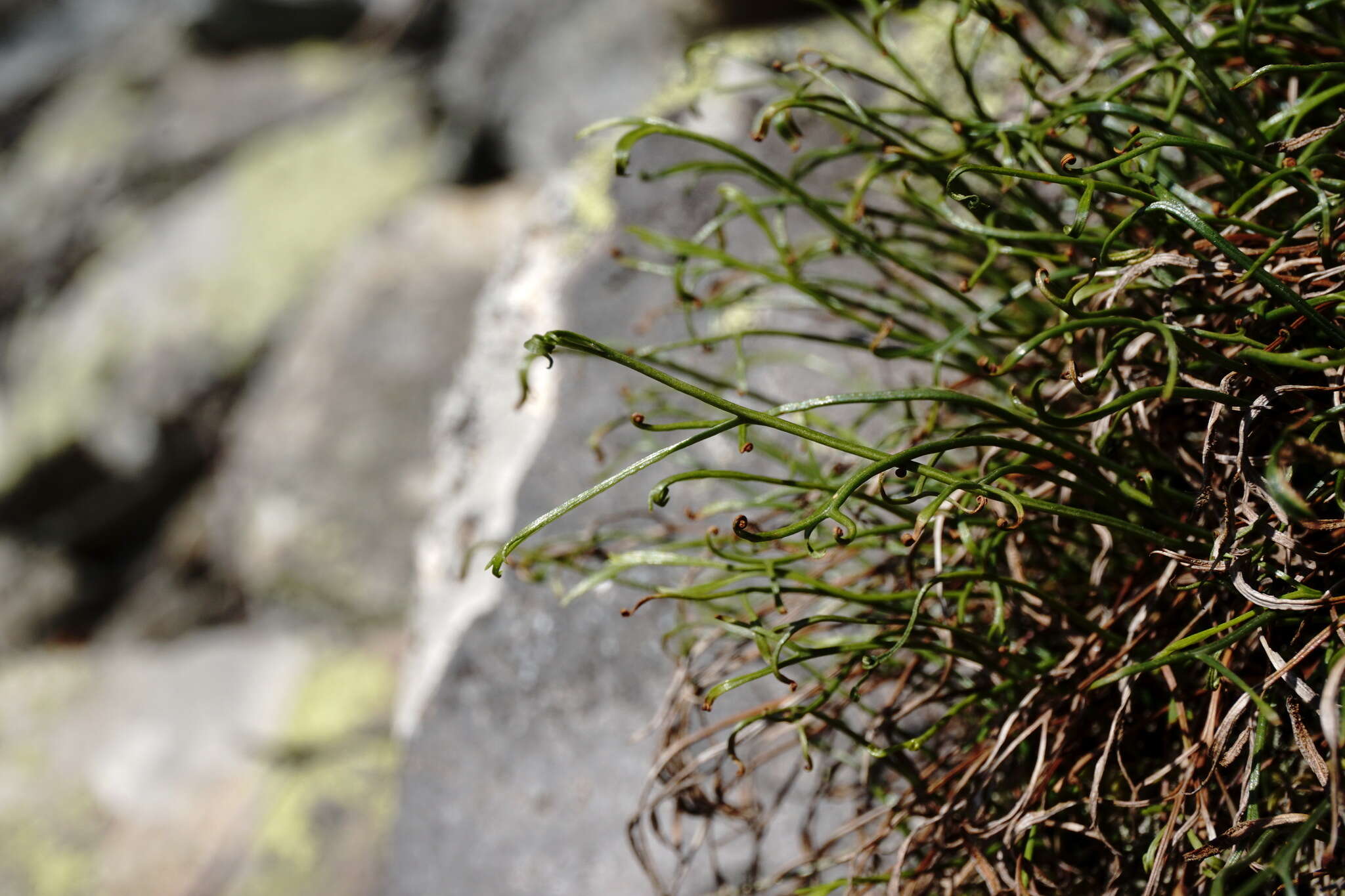 Image of Asplenium septentrionale subsp. caucasicum Fraser-Jenkins & Lovis
