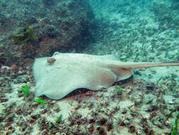 Image of Common Stingaree