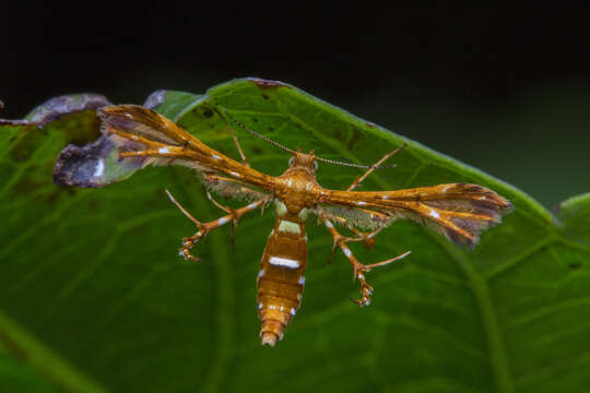 Deuterocopus planeta Meyrick 1908 resmi