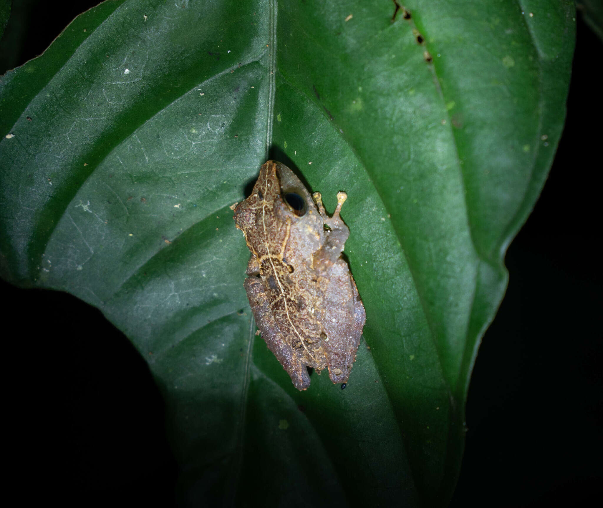 Image of Pristimantis kichwarum Elmer & Cannatella 2008