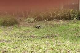 Image of Sciurus niger shermani Moore 1956