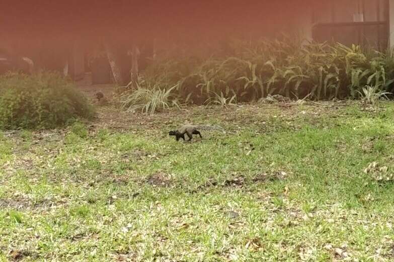 Image of Sherman's fox squirrel