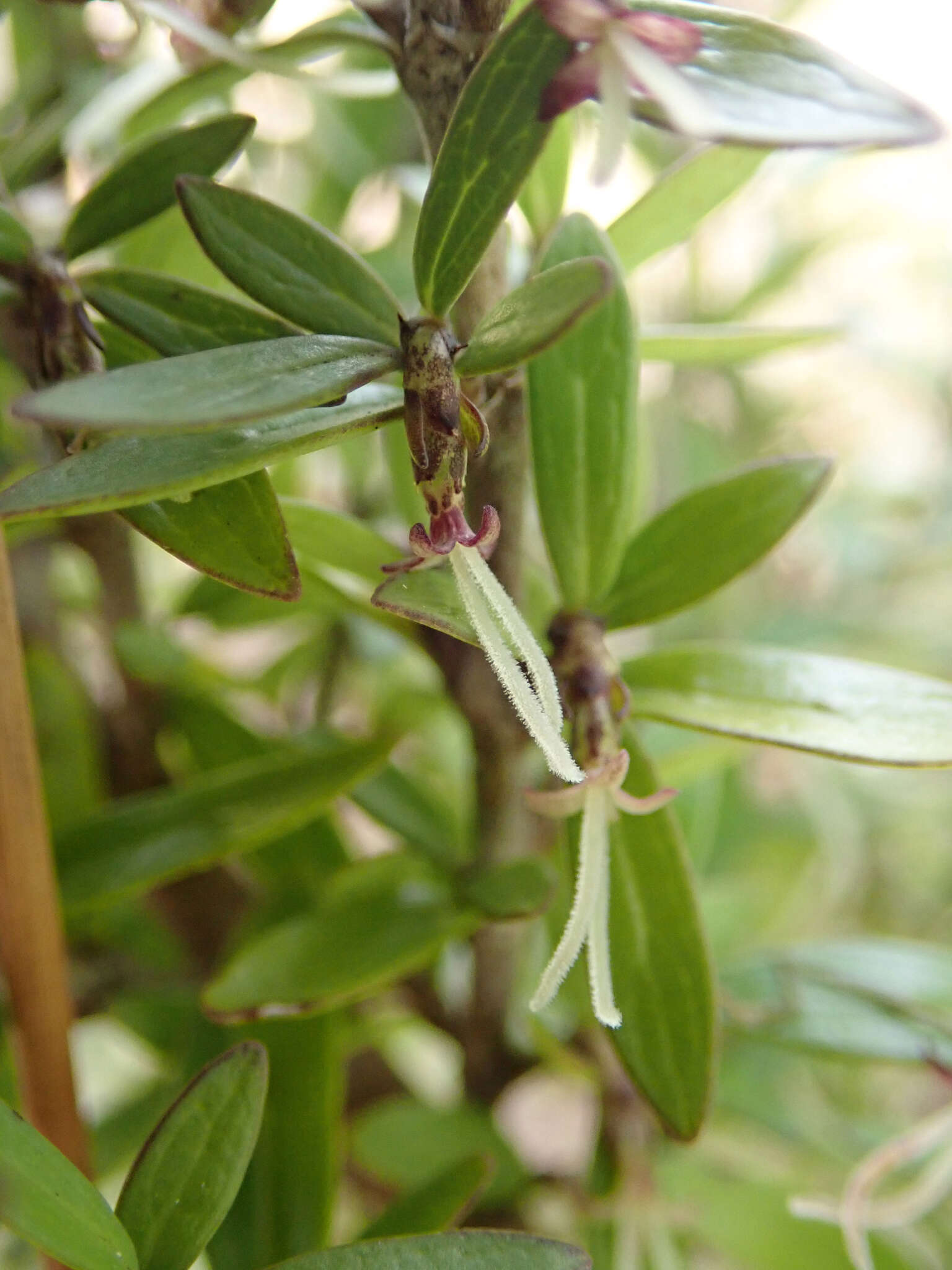 Слика од Coprosma propinqua var. martini W. R. B. Oliv.