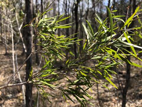 صورة Callistemon formosus S. T. Blake