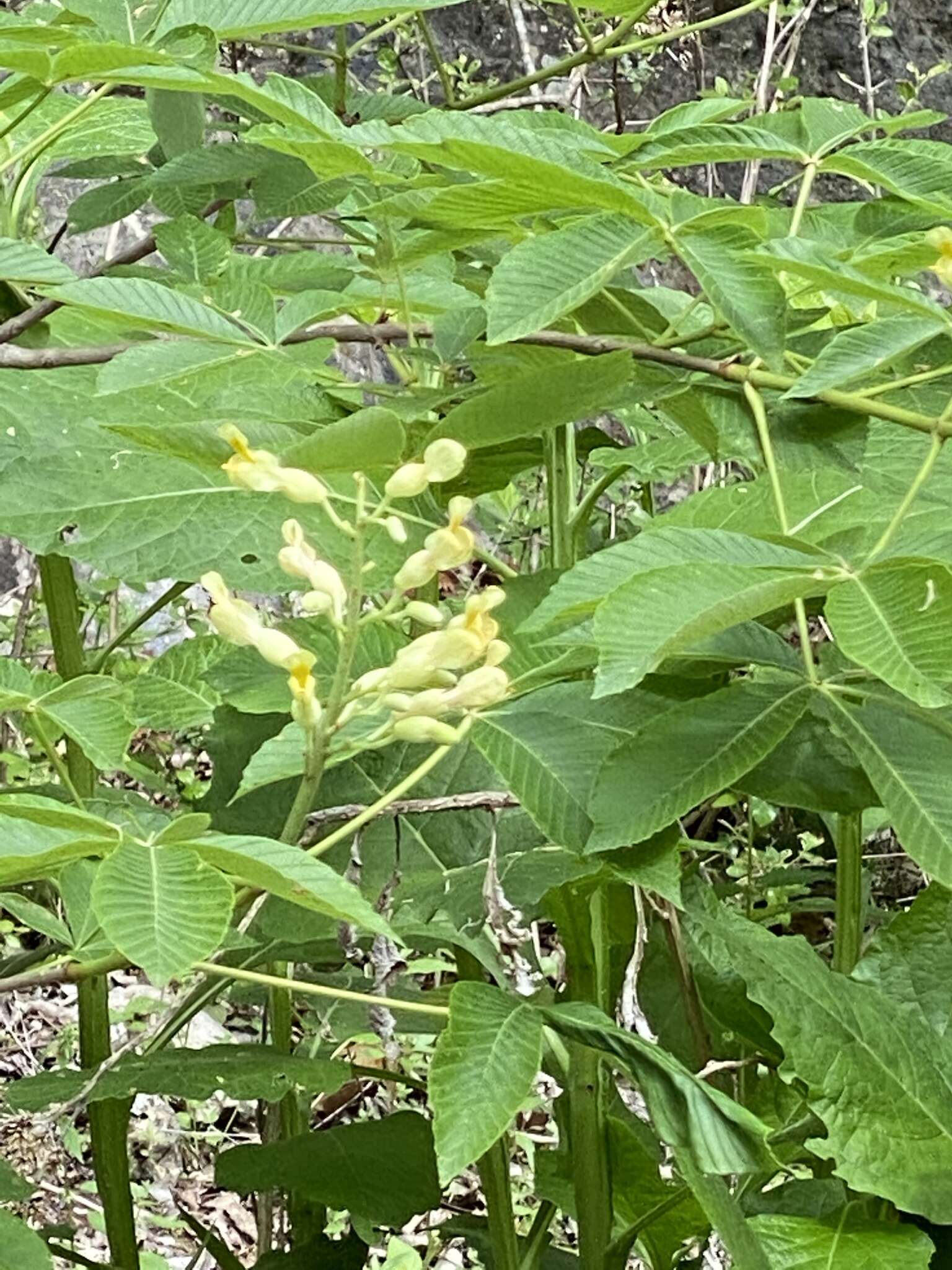 Imagem de Aesculus pavia var. flavescens (Sarg.) Correll