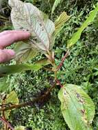 Image of Hawai'i false nettle