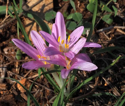 Image of Colchicum stevenii Kunth