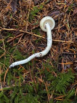 Hygrophorus bakerensis A. H. Sm. & Hesler 1942 resmi