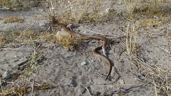 Image of Cape cobra