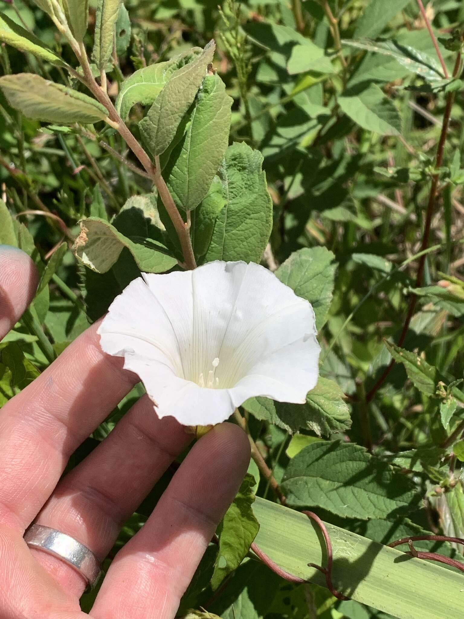 Image of Hedge False Bindweed