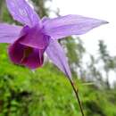 Image of Aquilegia pubiflora Wall.