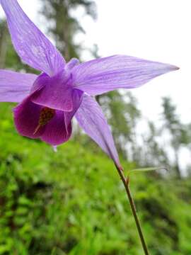 Слика од Aquilegia pubiflora Wall.