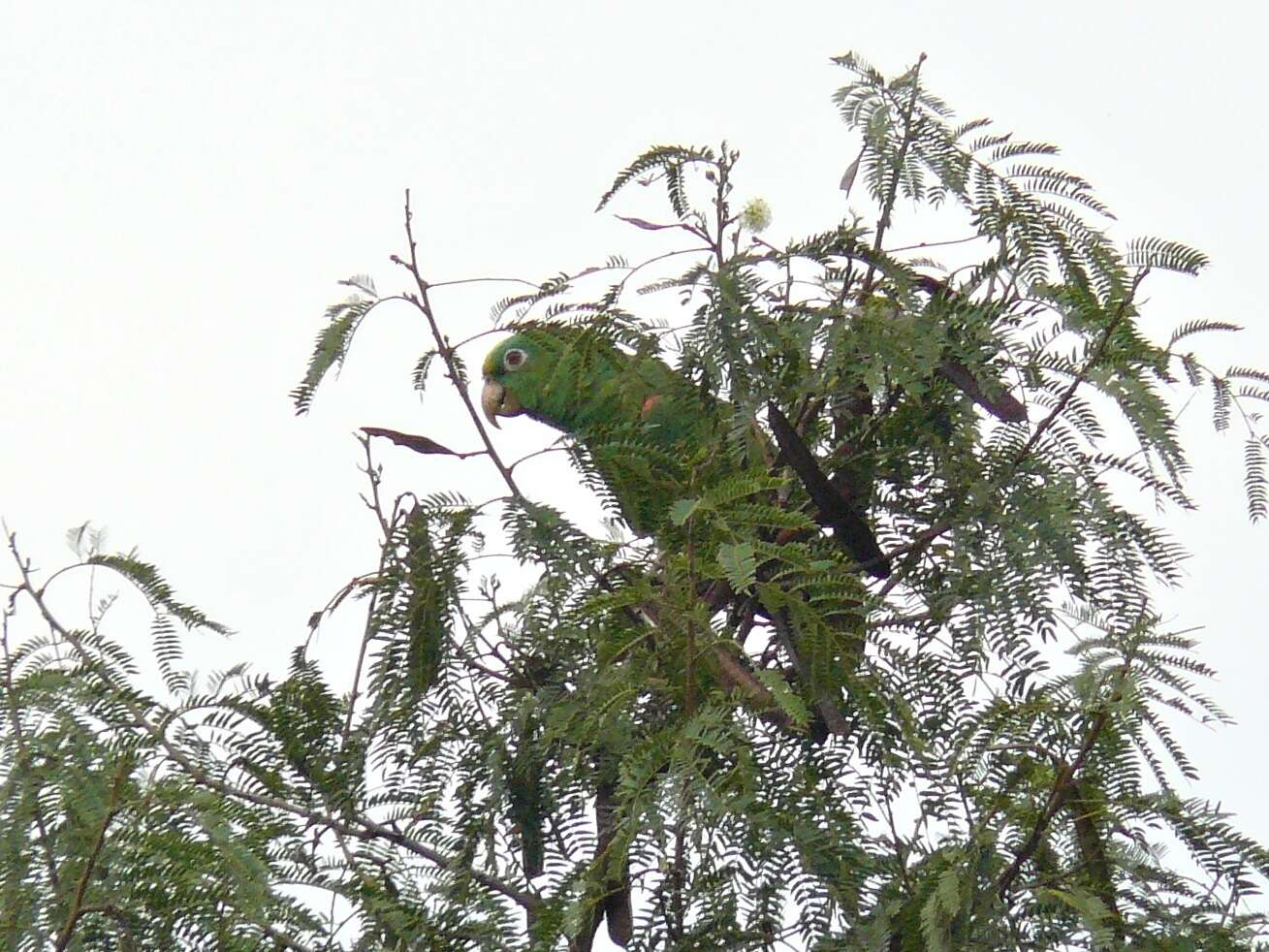 Image of Yellow-crowned Parrot, Yellow-crowned Amazon