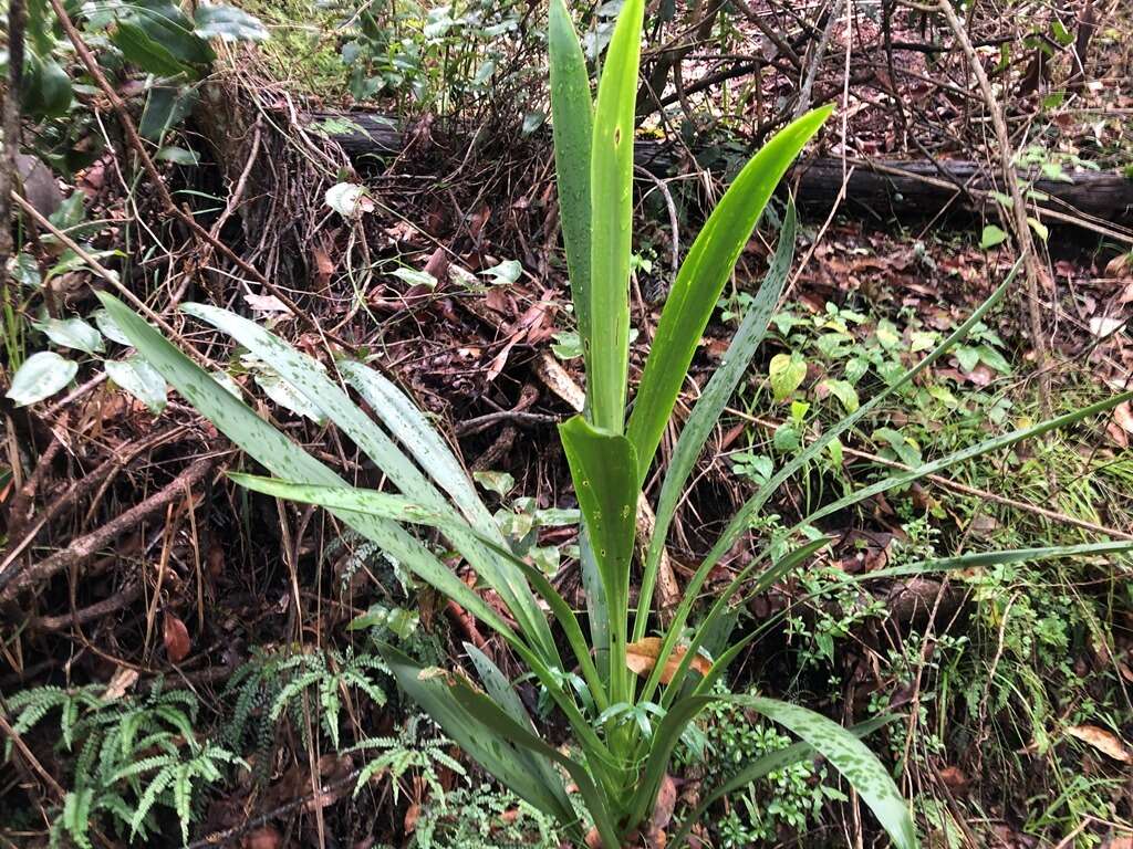 Imagem de Cordyline rubra Otto & A. Dietr.