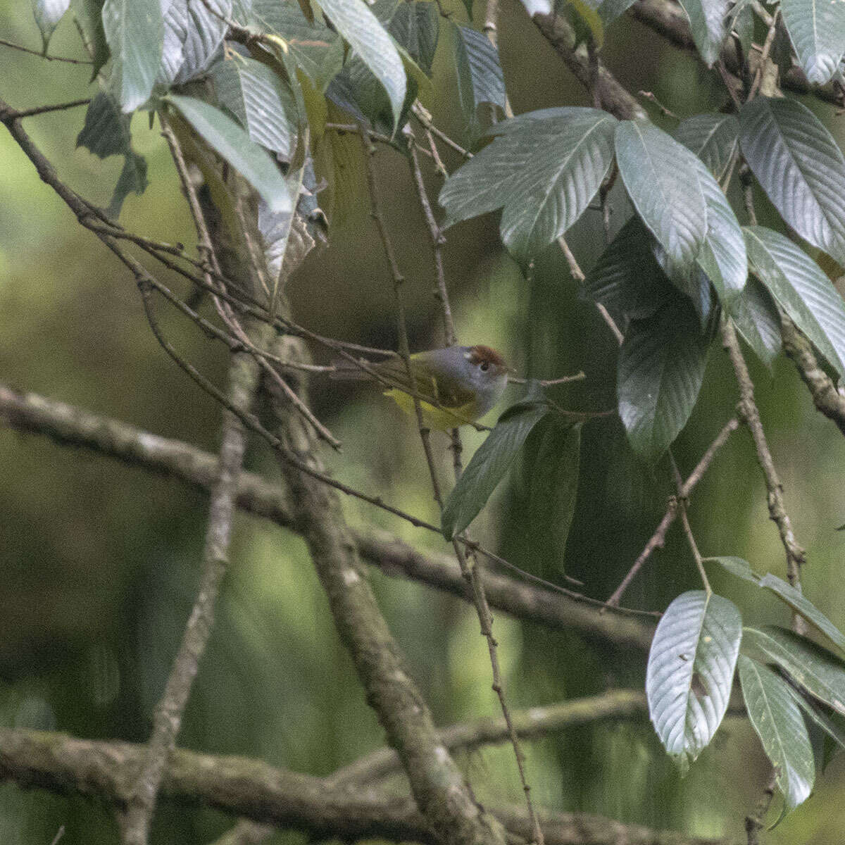 Image of Chestnut-crowned Warbler