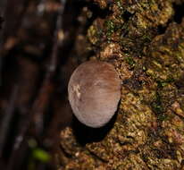 Image of Flesh-coloured Puffball