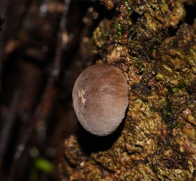 Image of Flesh-coloured Puffball