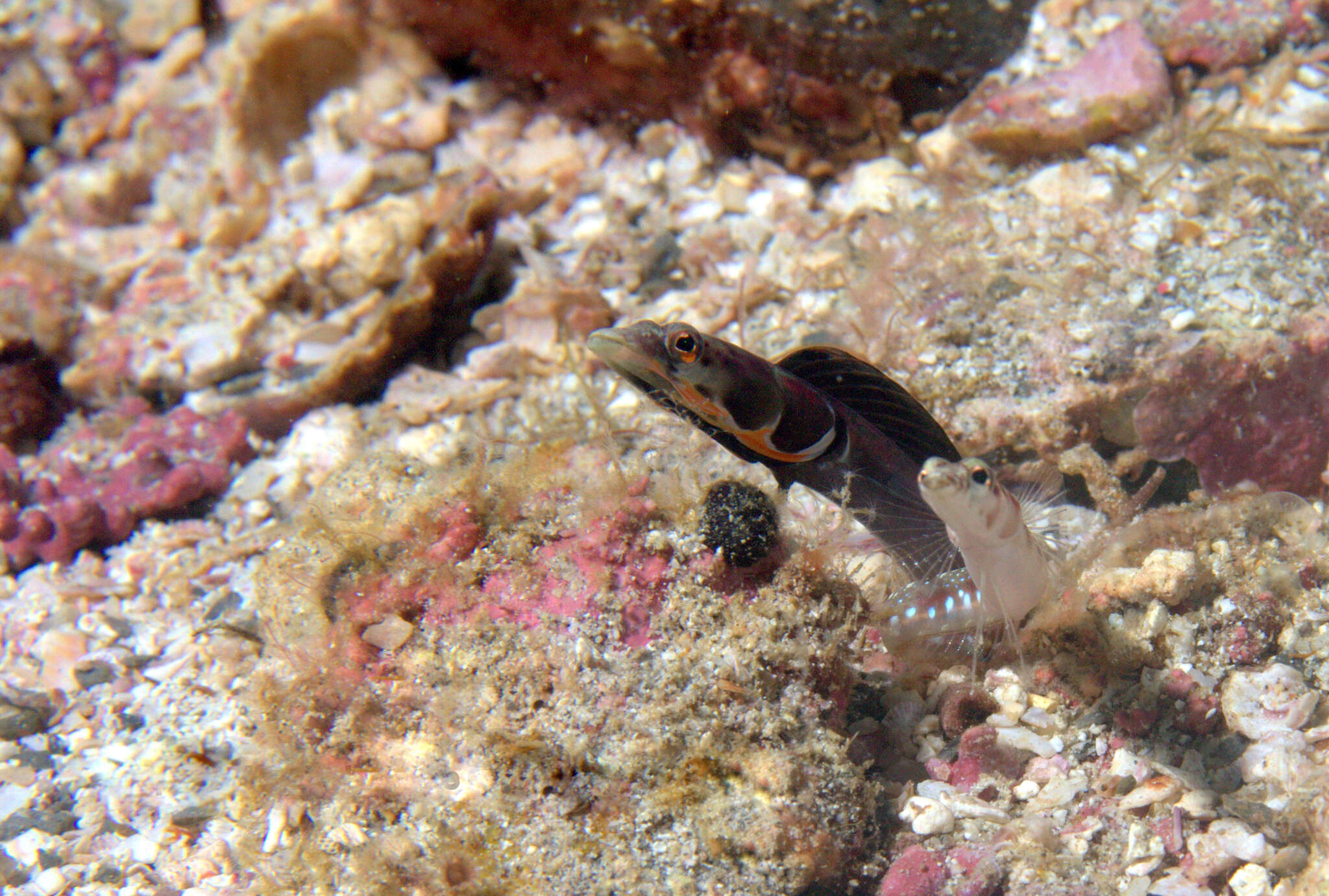 Image of Orangethroat pikeblenny