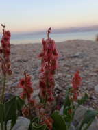 Rumex cyprius Murb. resmi