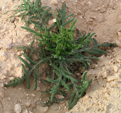 Image de Salvia ceratophylla L.