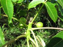 Imagem de Commiphora woodii Engl.