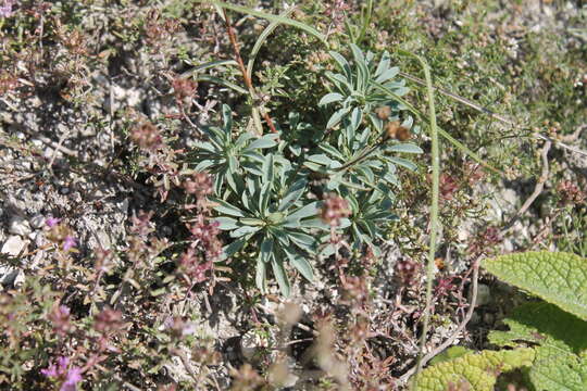 Imagem de Linum ucranicum Czern. ex Gruner